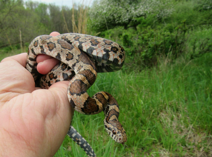 Eastern Milk Snake